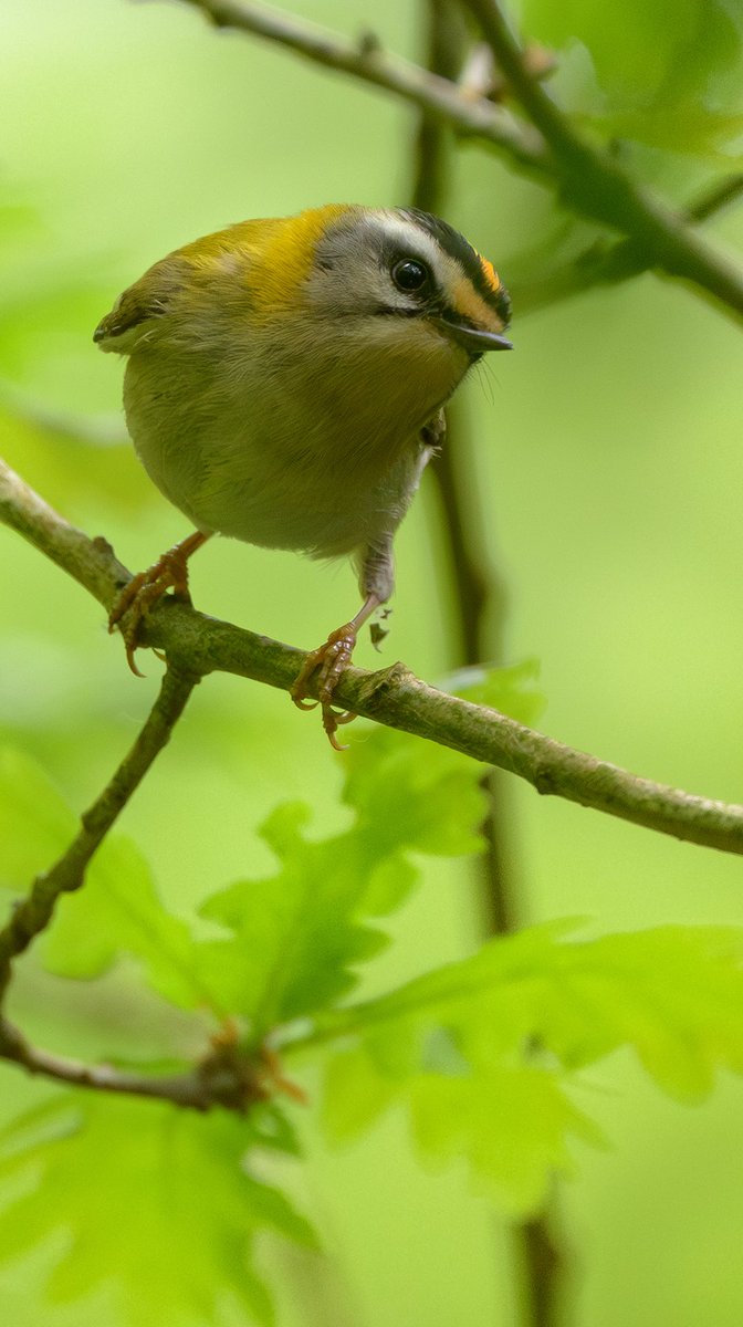 GadgetGazPhoto's tweet image. Firecrest in the woods.
1/800 ISO:1600 f6.3 800mm
——
#firecrest