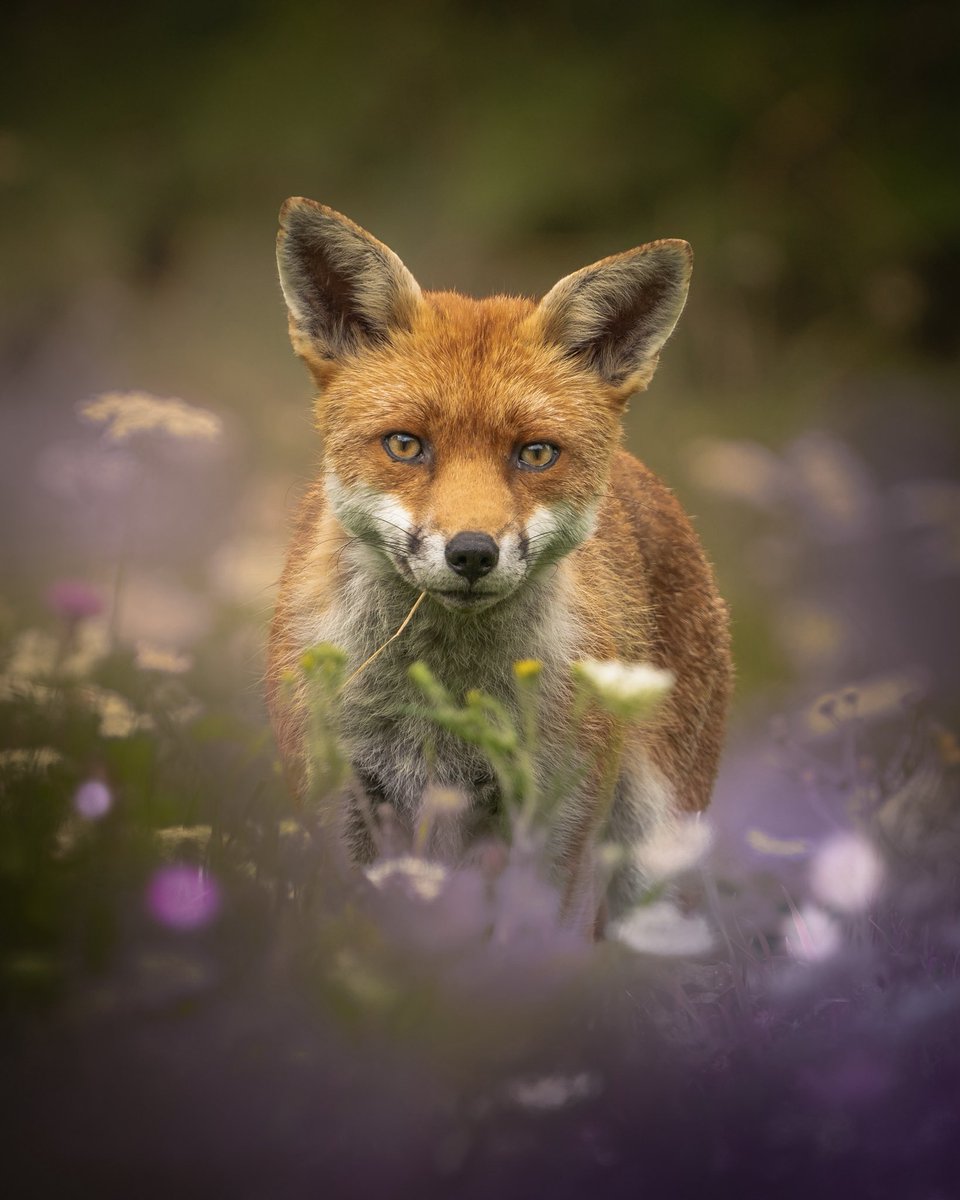 Paul__Browning_'s tweet image. Summer is round the corner 🦊

#FoxOfTheDay #wildlifephotography