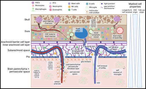 Review <a href="/ImmunityCP/">Immunity</a>
Niche-specific therapeutic targeting of myeloid cells in the central nervous system
cell.com/immunity/fullt…