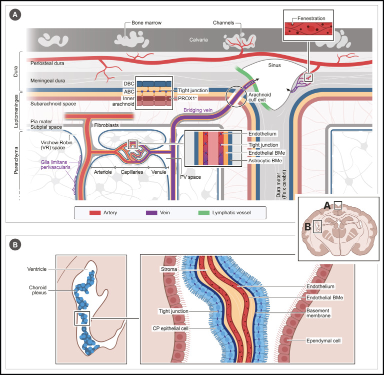 Review <a href="/ImmunityCP/">Immunity</a> <a href="/MovahediTeam/">Movahedi Lab</a>
Border-associated macrophages as gatekeepers of brain homeostasis and immunity
cell.com/immunity/fullt…