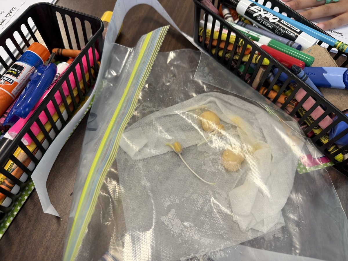 Observing our towel sprouts and looking for changes.