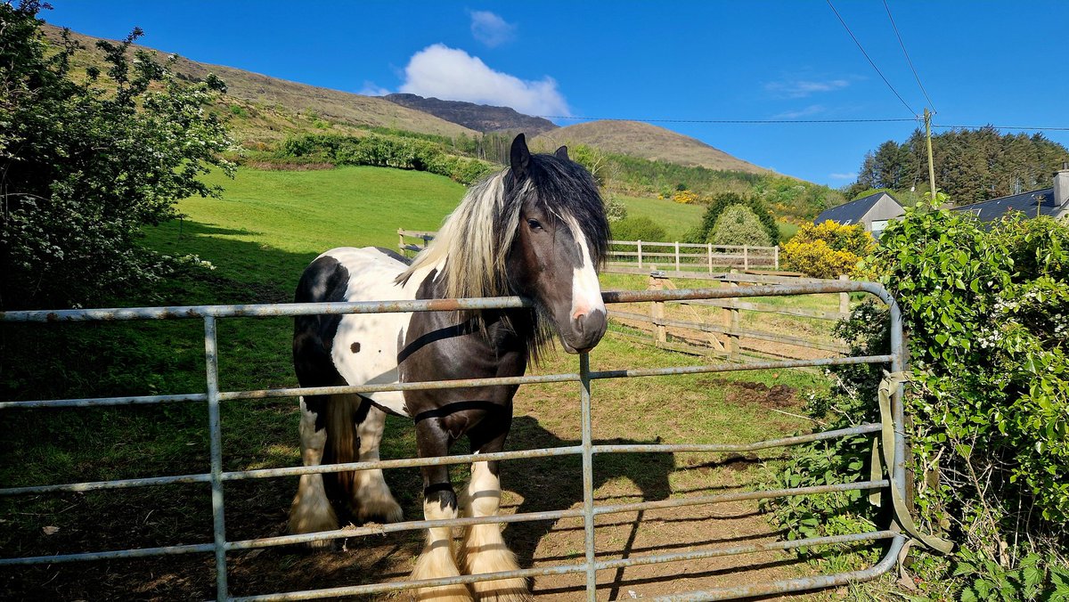 Pádraig Ó Beaglaoich tweet media