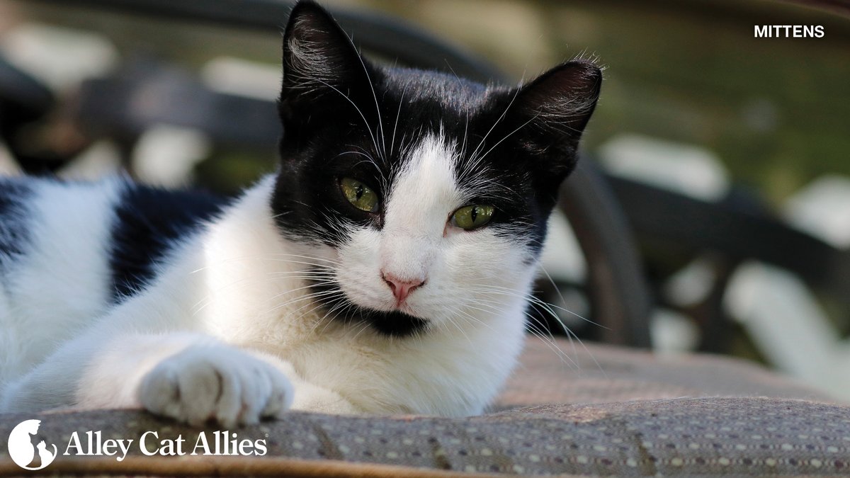 Let's go, California! 🎉The bill to ban cat declawing statewide passed the California State Assembly floor with a UNANIMOUS 72-0 vote this week (with bipartisan support). Now it will go to the full Senate floor for its vote!