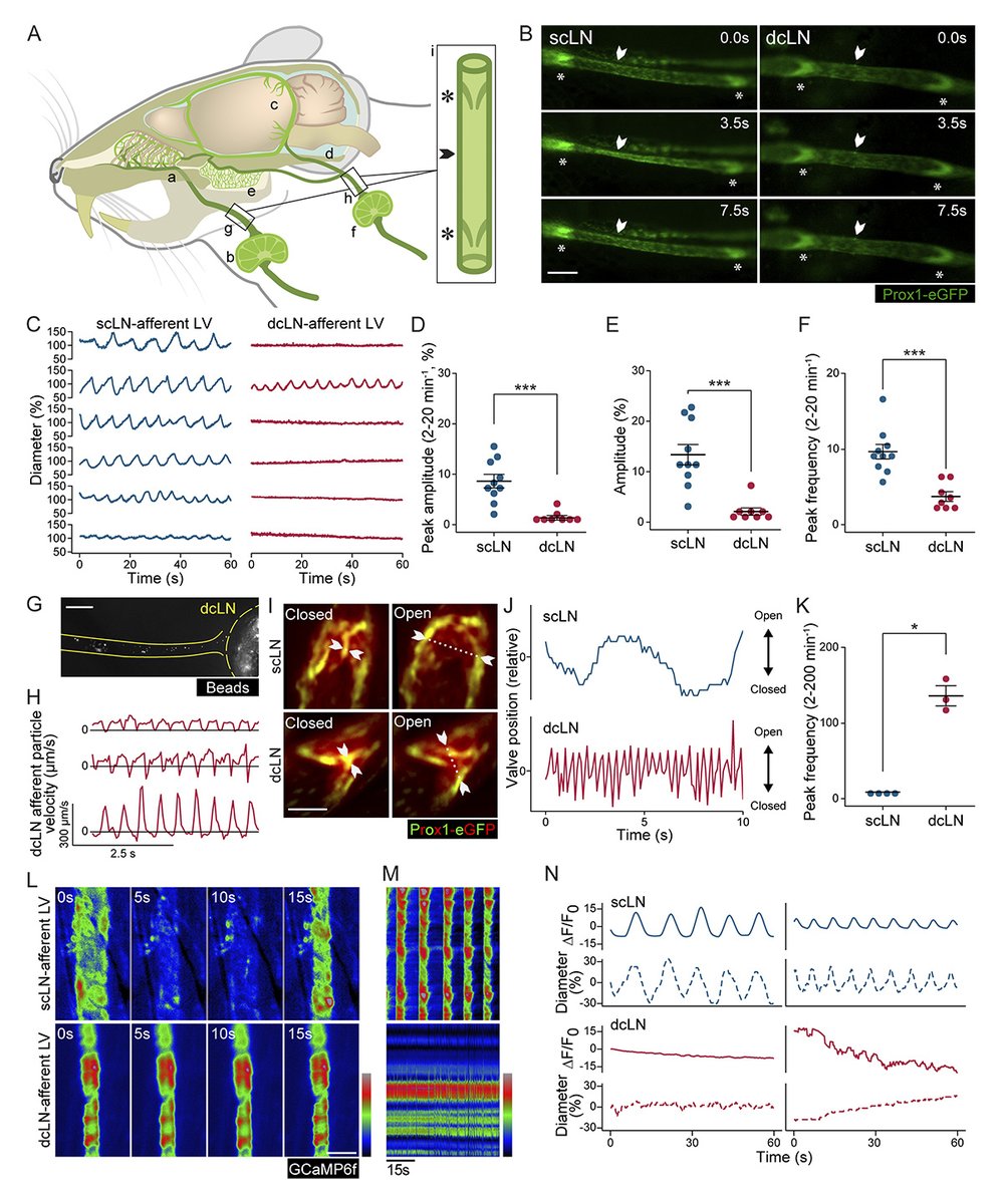 Papadopoulos, Kipnis et al. present new findings on how lymphatic outflow pathways shape brain health, a critical frontier in brain-immune communication. hubs.la/Q03jYw9G0 

📘 In JEM #Immunology Collection: hubs.la/Q03jYzfS0

#AAI2025