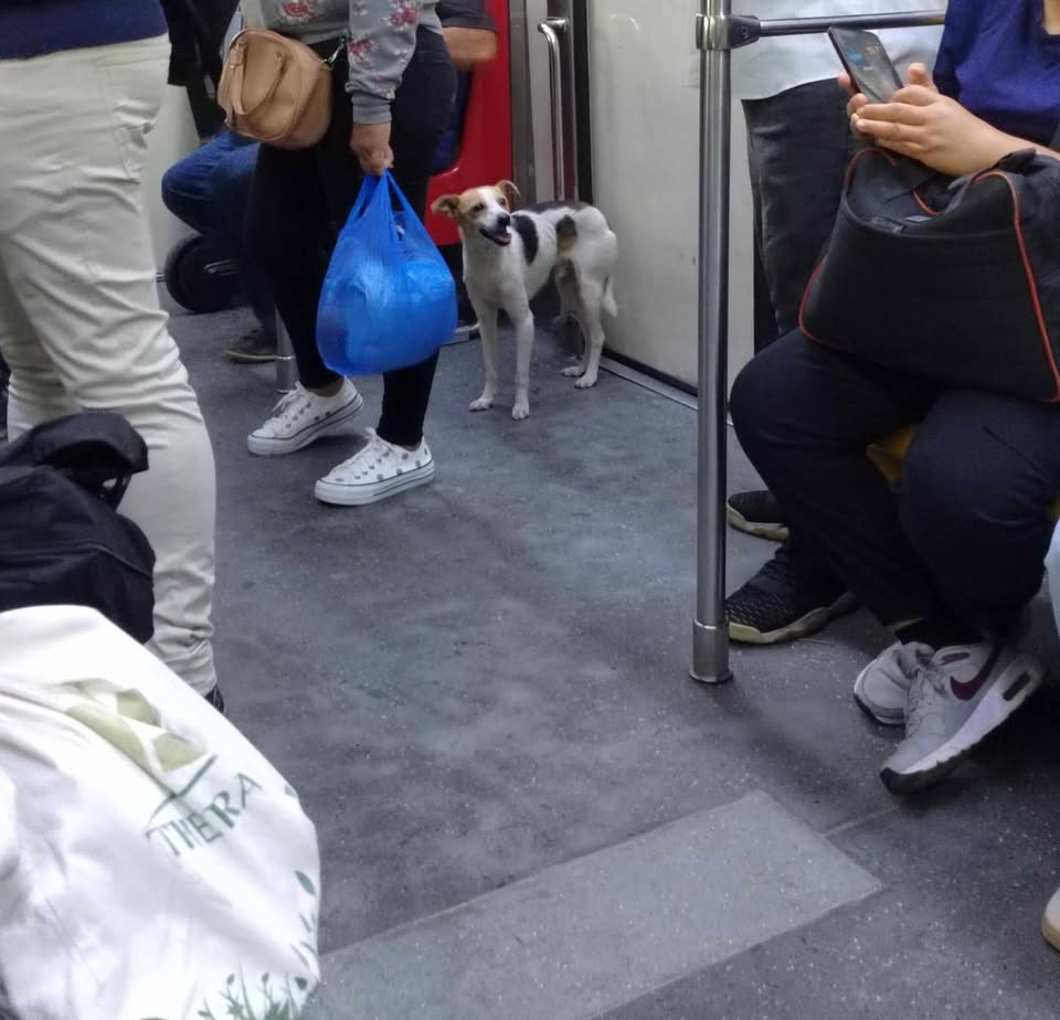 TráficoZMGuadalajara (@trafico_zmg) on Twitter photo 🐾🐶Este perrito fue visto esta mañana a bordo de la Línea 1 del Tren Ligero, cuando la gente se bajó en la estación Periférico Sur, él permaneció dentro del vagón. De acuerdo a usuarios, fue visto desde la estación Patria. ¿Lo reconoces?
<a href="/SITEURJAL/">Siteur Jalisco</a> ¿Nos ayudan por favor? 🐾🐶Este perrito fue visto esta mañana a bordo de la Línea 1 del Tren Ligero, cuando la gente se bajó en la estación Periférico Sur, él permaneció dentro del vagón. De acuerdo a usuarios, fue visto desde la estación Patria. ¿Lo reconoces?
<a href="/SITEURJAL/">Siteur Jalisco</a> ¿Nos ayudan por favor?