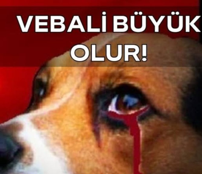 SUREM (@sulal13) on Twitter photo Allah der ki
Hayvanlar benim sessiz kullarımdır
şimdi zulme susuyorlar ama hesap günü konuşacaklar
<a href="/AYMBASKANLIGI/">Anayasa Mahkemesi</a>
#YaşamHaktırAYM Allah der ki
Hayvanlar benim sessiz kullarımdır
şimdi zulme susuyorlar ama hesap günü konuşacaklar
<a href="/AYMBASKANLIGI/">Anayasa Mahkemesi</a>
#YaşamHaktırAYM