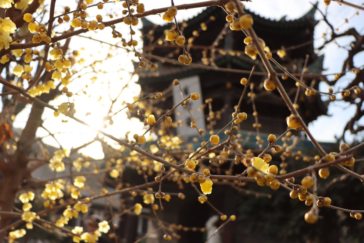 LauraNoMundo's tweet image. Xian, China #xian #ChinaTravel #china #viajar