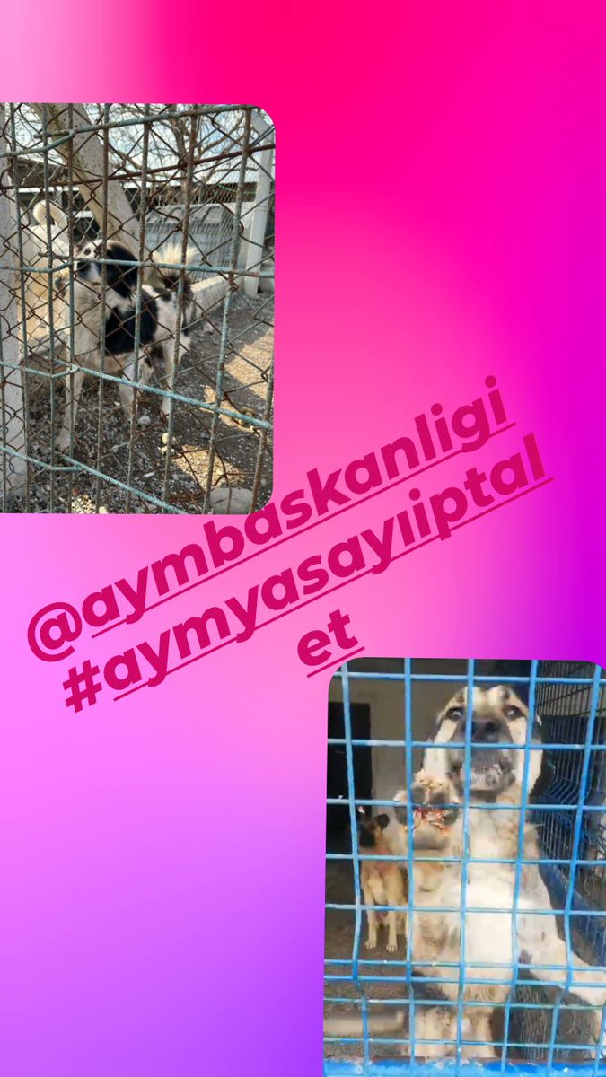SUREM (@sulal13) on Twitter photo Hür iradenizle vicdanınızla Allah'ın yarattığı bu dilsiz masumları özgürlüğüne kavuşturun
Zulme sessiz kalmayin
<a href="/AYMBASKANLIGI/">Anayasa Mahkemesi</a>
#YasamHaktırAYM Hür iradenizle vicdanınızla Allah'ın yarattığı bu dilsiz masumları özgürlüğüne kavuşturun
Zulme sessiz kalmayin
<a href="/AYMBASKANLIGI/">Anayasa Mahkemesi</a>
#YasamHaktırAYM