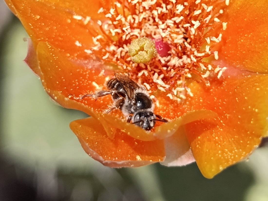Biodiversidad de Guanajuato 🐸 (@bioguanajuato) on Twitter photo Estaba paseando al perro y encontré esta hermosa abeja en la flor de un nopal 🐝🐝🐝🐝
<a href="/Dinagapostemon/">Dinagapostemon (Quintos) 🐝</a>, será esta una 𝘋𝘪𝘢𝘥𝘢𝘴𝘪𝘢 𝘢𝘶𝘴𝘵𝘳𝘢𝘭𝘪𝘴? 🤔 Estaba paseando al perro y encontré esta hermosa abeja en la flor de un nopal 🐝🐝🐝🐝
<a href="/Dinagapostemon/">Dinagapostemon (Quintos) 🐝</a>, será esta una 𝘋𝘪𝘢𝘥𝘢𝘴𝘪𝘢 𝘢𝘶𝘴𝘵𝘳𝘢𝘭𝘪𝘴? 🤔