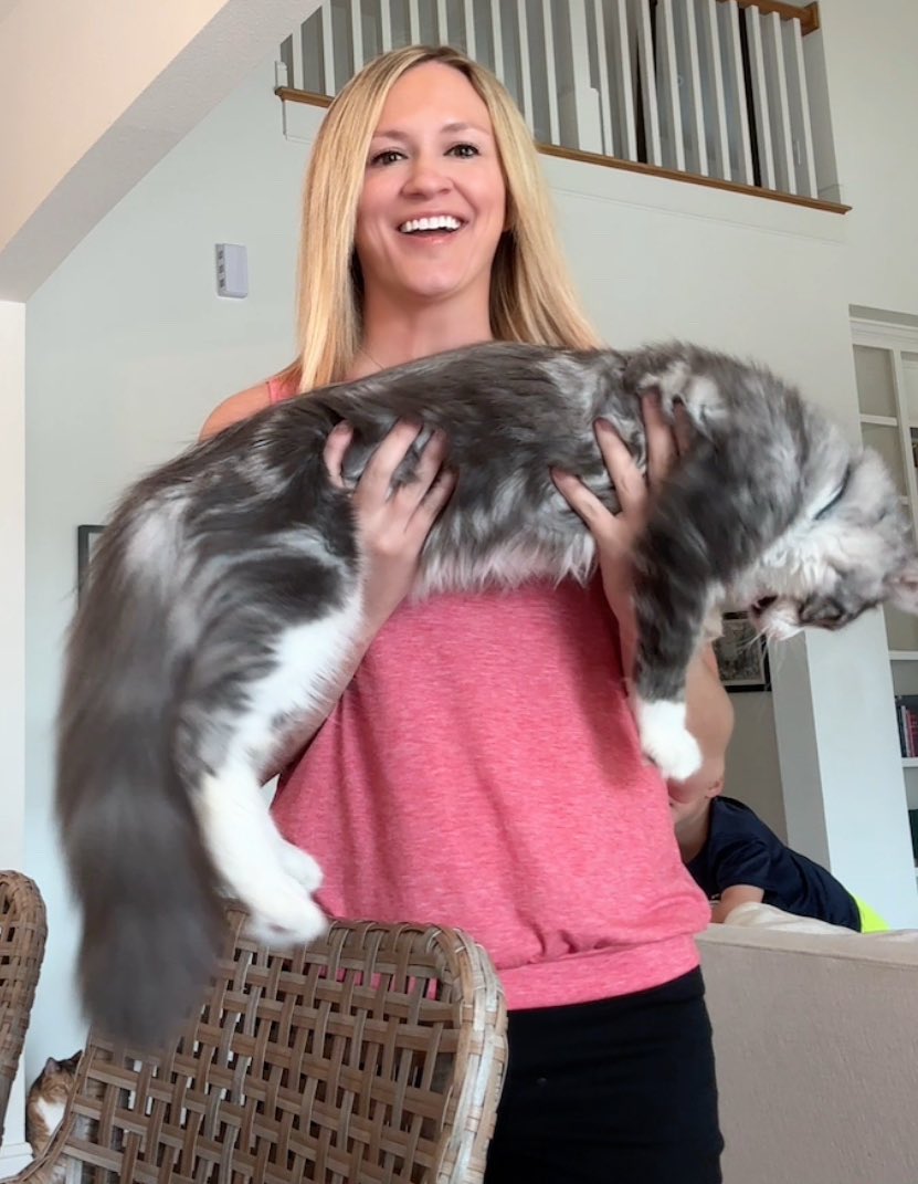 My Maine coon kitten isn’t so little anymore… He’s only eight months and got massive!