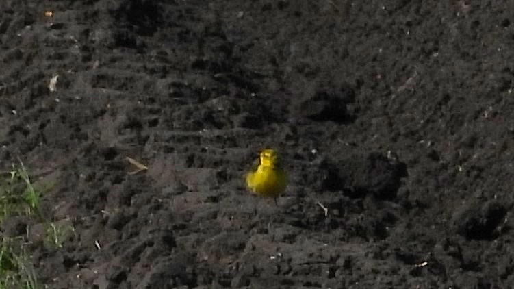 nicola crockford tweet media