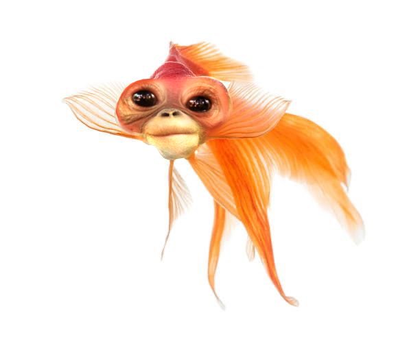 Memory of a.... What was I saying again?