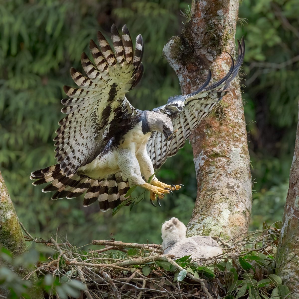 Después de los primeros dos meses de la eclosión la madre Aguila Arpía cada vez se presenta menos en el nido, alimentan al pichón con intervalos cada vez más largos, a los dos meses y medio la madre regresaba cada dos días y se ocupaba de colocar ramas en el nido. 
Mesetas- Meta