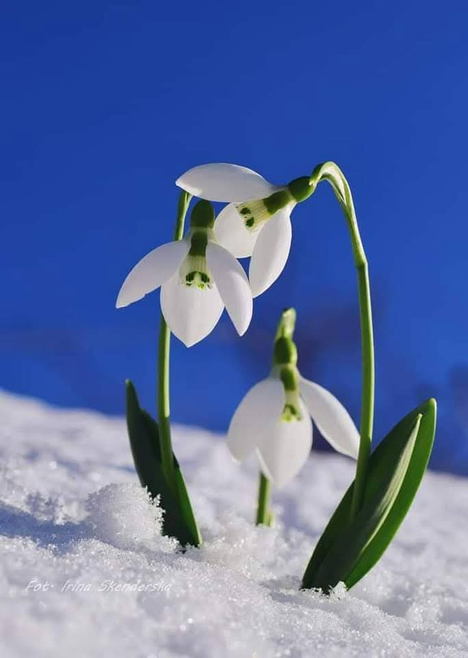 Ben bir deli rüzgar sen nazlı çiçek,
Her sabah busemle yoklarım seni.
Gerçek kadar rüya, düş kadar gerçek,
Bir anın içinde saklarım seni.