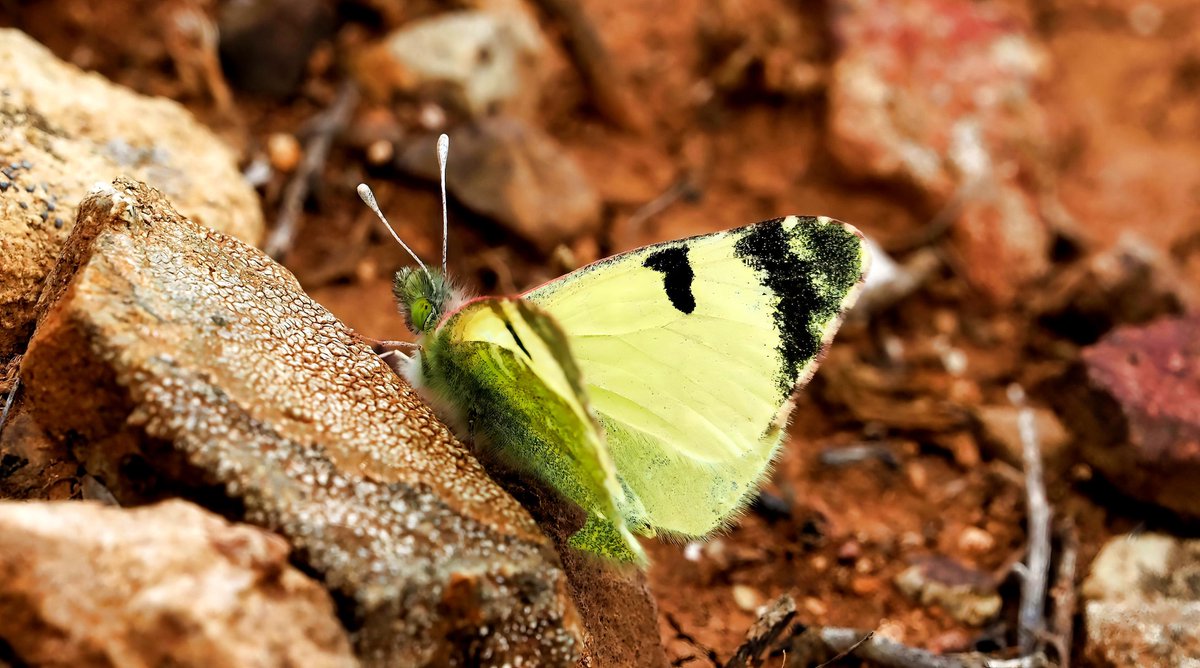 A species of butterfly I was keen to see on my recent visit to Fuerteventura  was the Greenish Black-tip. A difficult butterfly to photograph as it very active most of the time and rarely settled for long. I only managed a few pics late afternoon when it was cooler. New for me.
