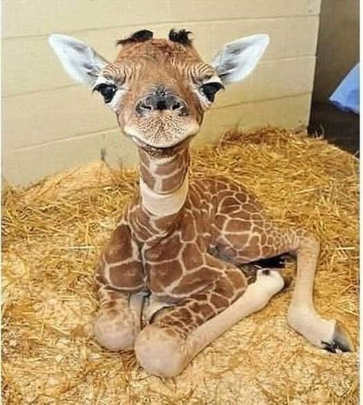 AureliAngel's tweet image. Because sometimes you just need to see a two-day-old baby giraffe.

#BabyGiraffe #WholesomeContent #TooCute #FeelGoodFeed #AnimalLovers #JoyScroll #ViralTweet #CuteWhenTheyAreSmall