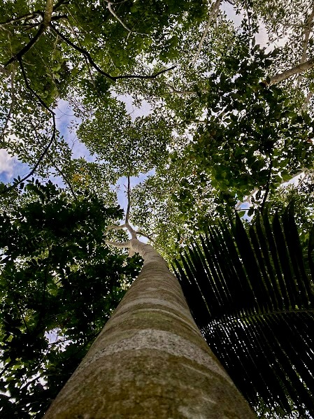 Estas fotos fueron tomadas en #MundoYanashpa, un lugar increíble en las alturas de #Tarapoto. 📷
Una reciente investigación reveló más sobre su rica flora y fauna. Aquí, la naturaleza se respira, se vive, te envuelve. 📷
#NaturalezaViva #FloraSilvestre #FaunaAndina
