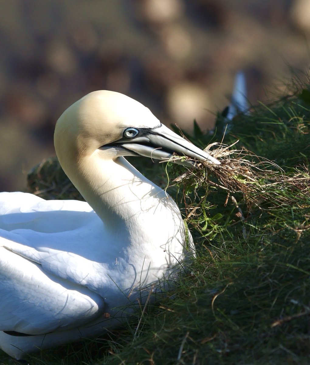 Gannet collecting grass for its nest at RSPB Bempton Cliffs. ⁦<a href="/Bempton_Cliffs/">RSPB Bempton Cliffs</a>⁩