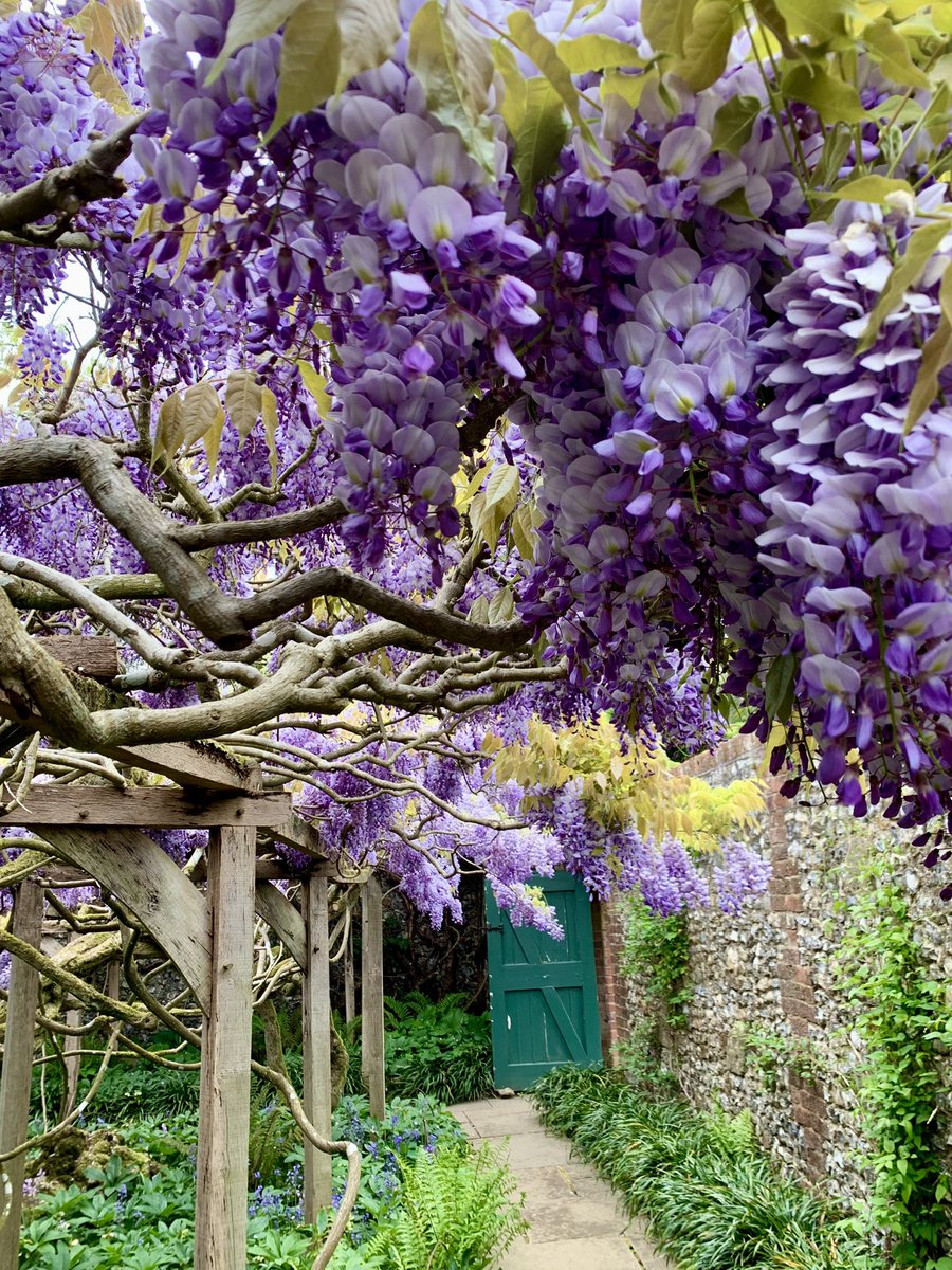 jackiewatson05's tweet image. Rather nice visit to @nationaltrust Greys Court today with wisteria at peak perfume. 🥰