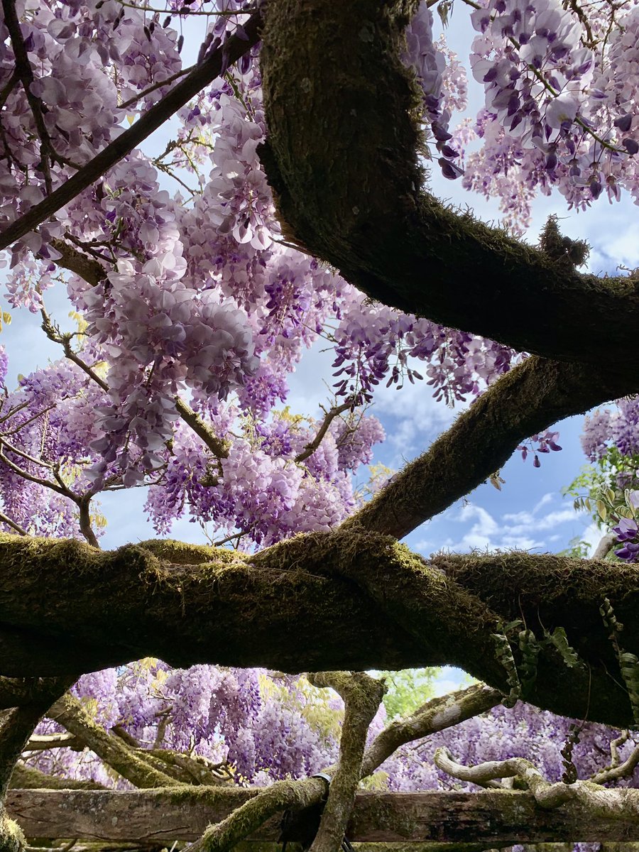 jackiewatson05's tweet image. Rather nice visit to @nationaltrust Greys Court today with wisteria at peak perfume. 🥰