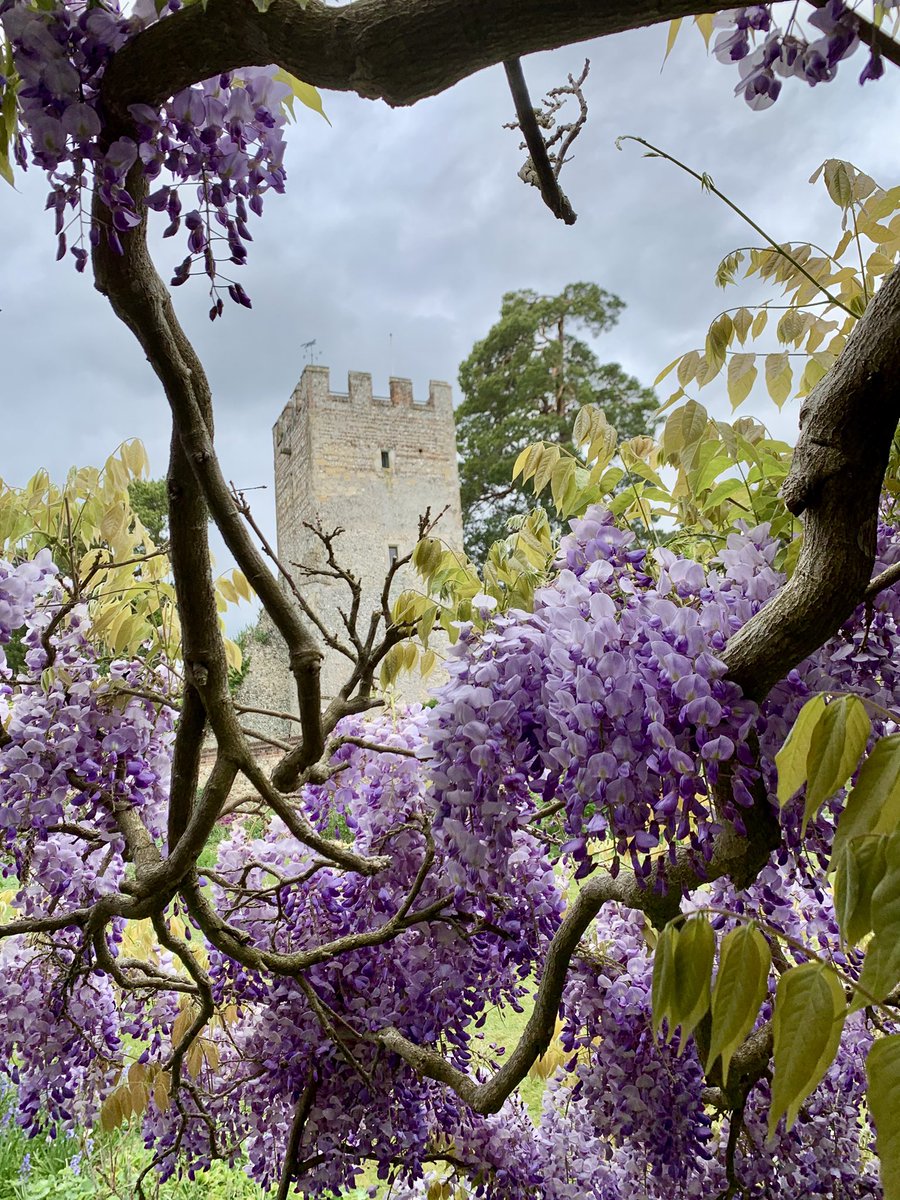 jackiewatson05's tweet image. Rather nice visit to @nationaltrust Greys Court today with wisteria at peak perfume. 🥰
