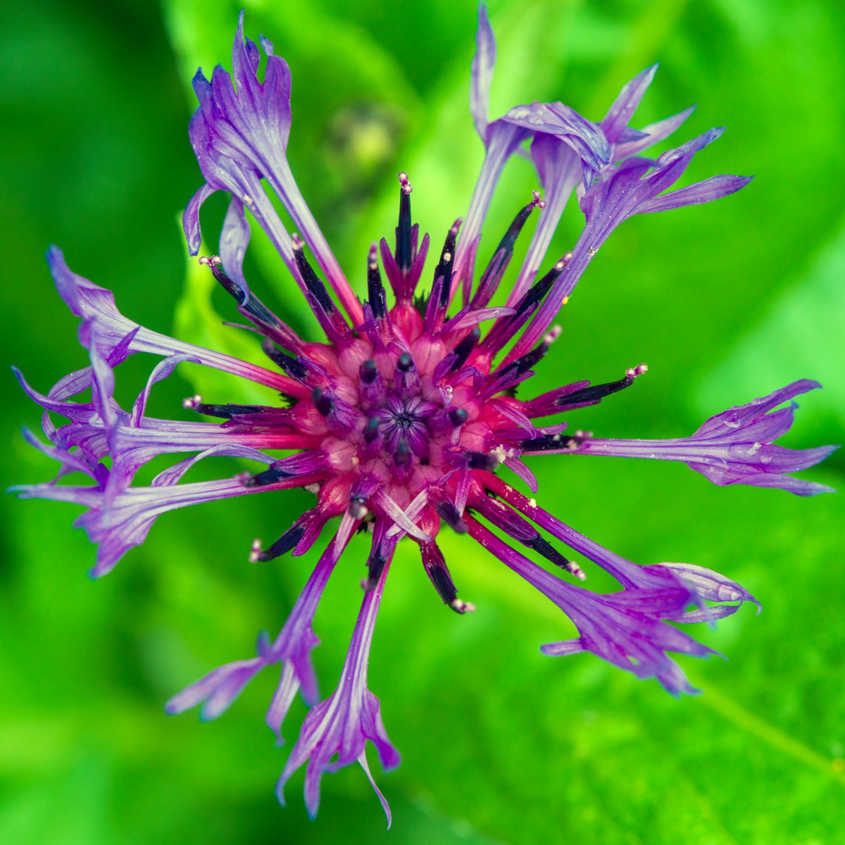 Macro photography definitely takes some skill.  

Composition, perspective, colors, background, focus and light must all be seamless in creating a compelling and respectful image of nature.

Obviously, I need more practice!🌻🌿