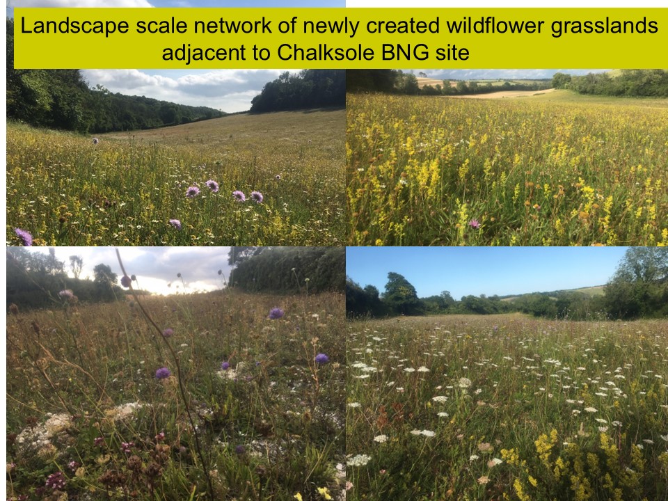 kentdowns6's tweet image. Big thanks to John at biodiversityandhabitatsolutions.co.uk/chalksole-farm for hosting our east kent downs farmers' workshop on BNG with @BiodiverseC and @DoverDC Working with BNG to extend and link our east kent downs farmers long term habitat creation work.👍