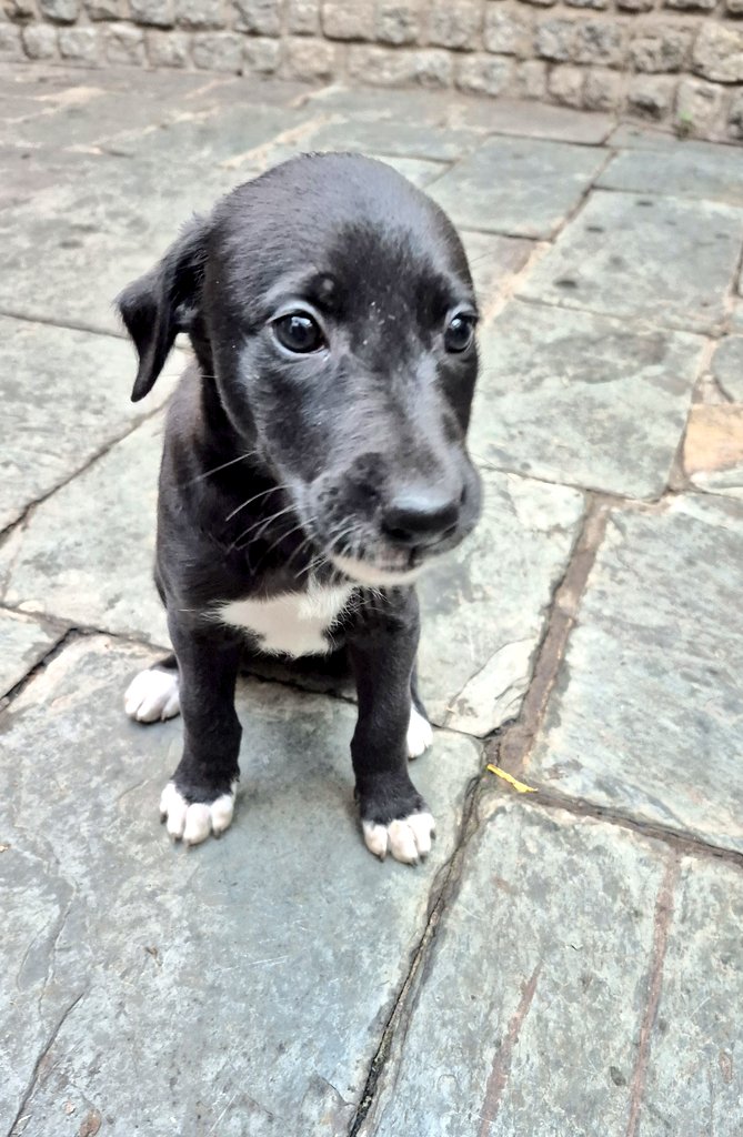 LennoxGer's tweet photo. Perrita en adopción!
Ella es Napolitana, uno de los 6 cachorros de Fugazzeta, la galga rescatada. Tiene un mes y medio, está desparasitada y lista para ser adoptada.
Contacto y más info por DM.
Difundan por favor! https://t.co/kLB9mLPbEa