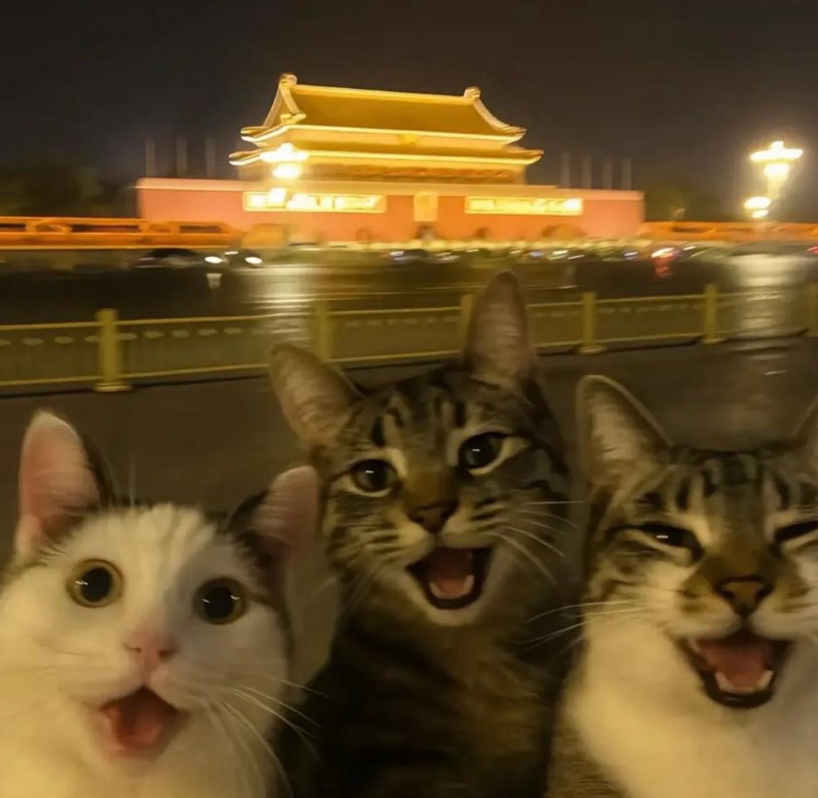 💖 (@twaniimals) on Twitter photo 