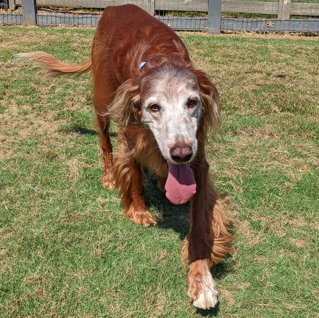 With the heaviest of broken hearts had to say goodbye to my beloved beautiful sweet boy 💔 Wrigley crossed the rainbow bridge🐾 🌈🐾Love you so much and will miss you always. Forever in my heart, mind and soul. Sweetest bestest boy ever. RIP Wrigley ❤️😘
June 1,2009-April 14,2025
