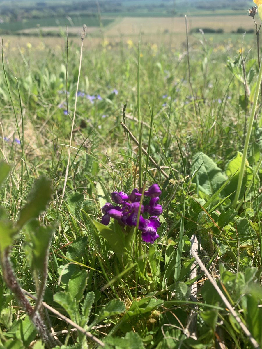 kentdowns6's tweet image. Green winged orchid this year’s new coloniser on @robsfarm67 wildflower grassland creation areas, surrounded by landscape scale network of farms’ newly created grassland habitats driving wide ranging species recovery inc’ lapwing, turtle dove, barn owl, duke of burgundy, adder