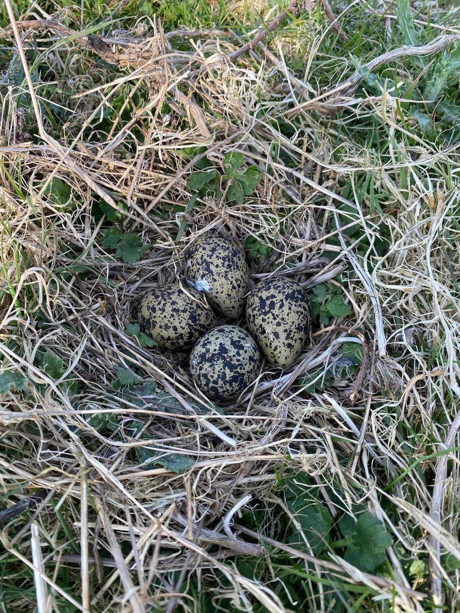 kentdowns6's tweet image. Green winged orchid this year’s new coloniser on @robsfarm67 wildflower grassland creation areas, surrounded by landscape scale network of farms’ newly created grassland habitats driving wide ranging species recovery inc’ lapwing, turtle dove, barn owl, duke of burgundy, adder