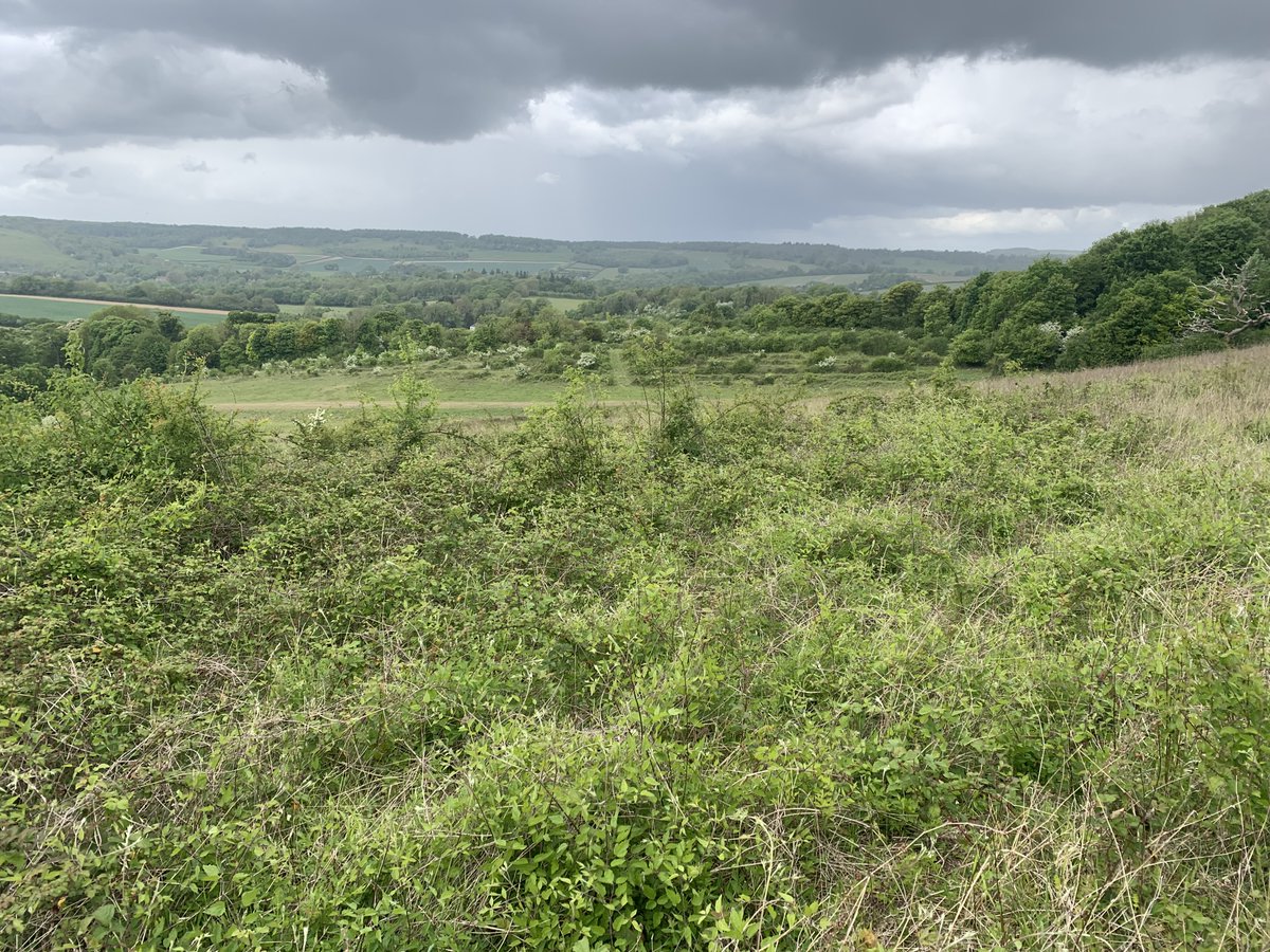 kentdowns6's tweet image. Green winged orchid this year’s new coloniser on @robsfarm67 wildflower grassland creation areas, surrounded by landscape scale network of farms’ newly created grassland habitats driving wide ranging species recovery inc’ lapwing, turtle dove, barn owl, duke of burgundy, adder