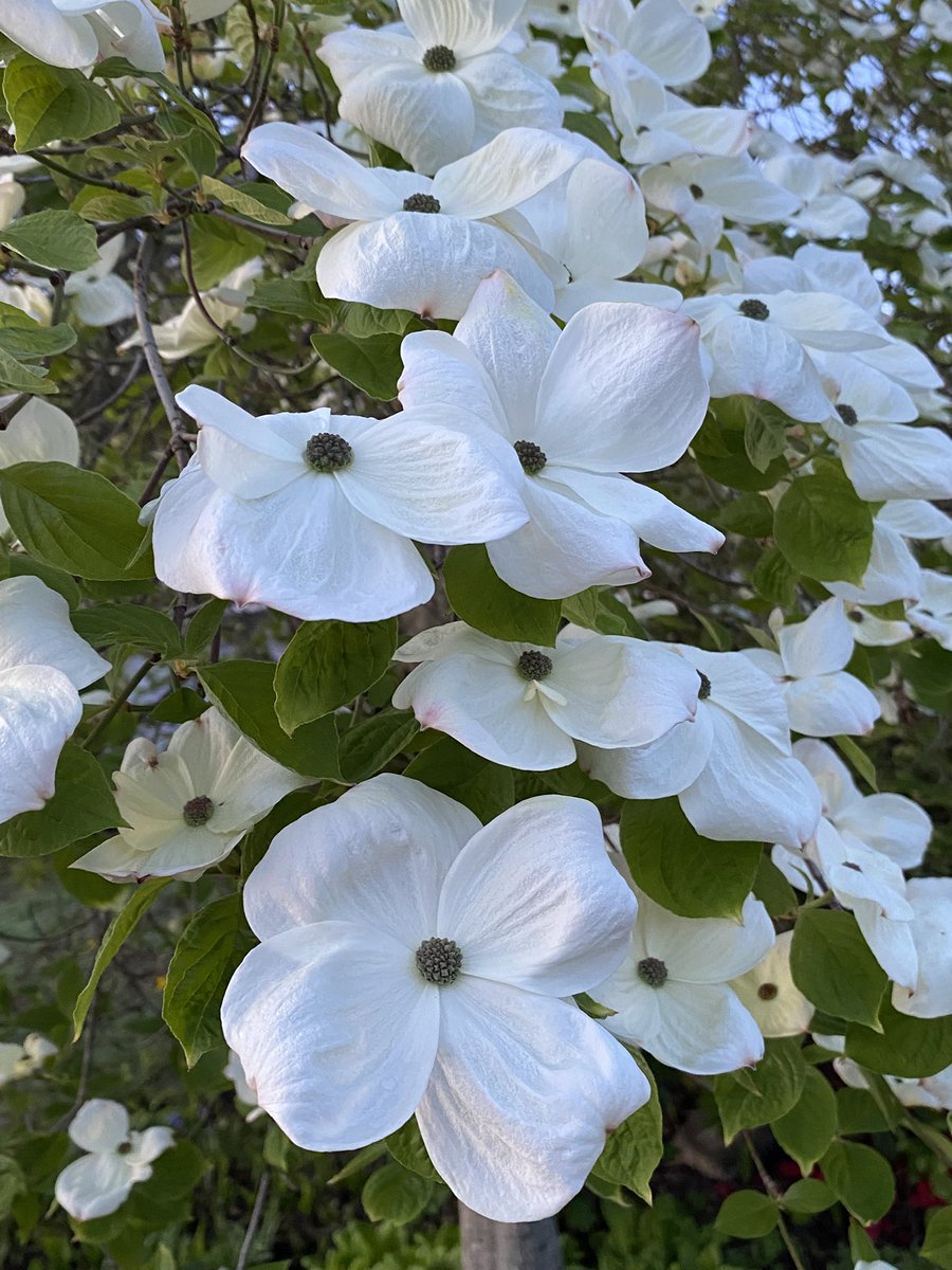 A Sunday morning walk, at dawn. Peaceful and oh so lovely…#VancouverIsland #BC