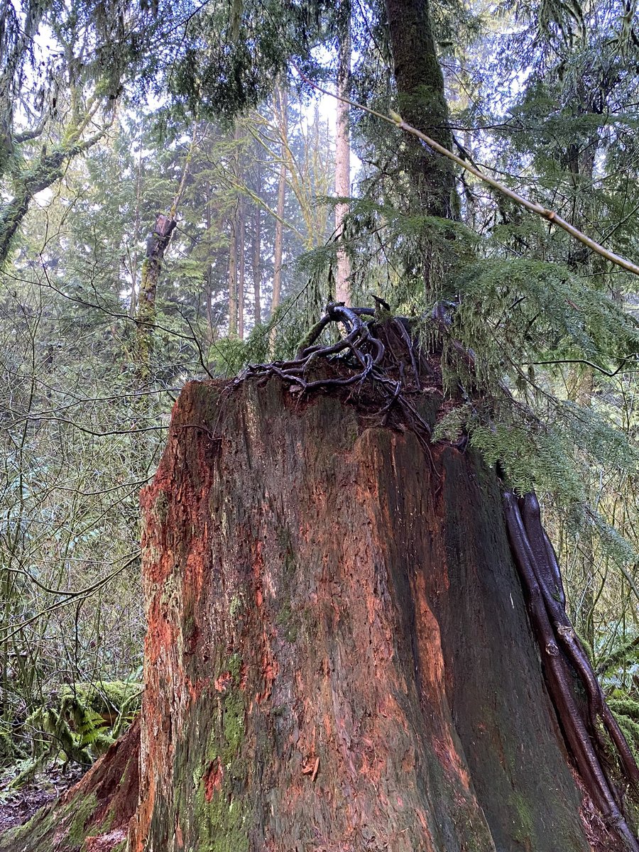 SattvaPublish's tweet photo. Thank you Mother Nature, for all you teach us and for your patience while we learn to treat you with respect.
@JanetNestor
#FindingNaturesMagic
π² #thicktrunktuesday π³
π #JoyTrain πΏ#NatureBeauty π
π¦#ConsciousPlanet π #IDWP βοΈ
#inspiration @keeper_of_books β¨ https://t.co/0GSTPoLJRn