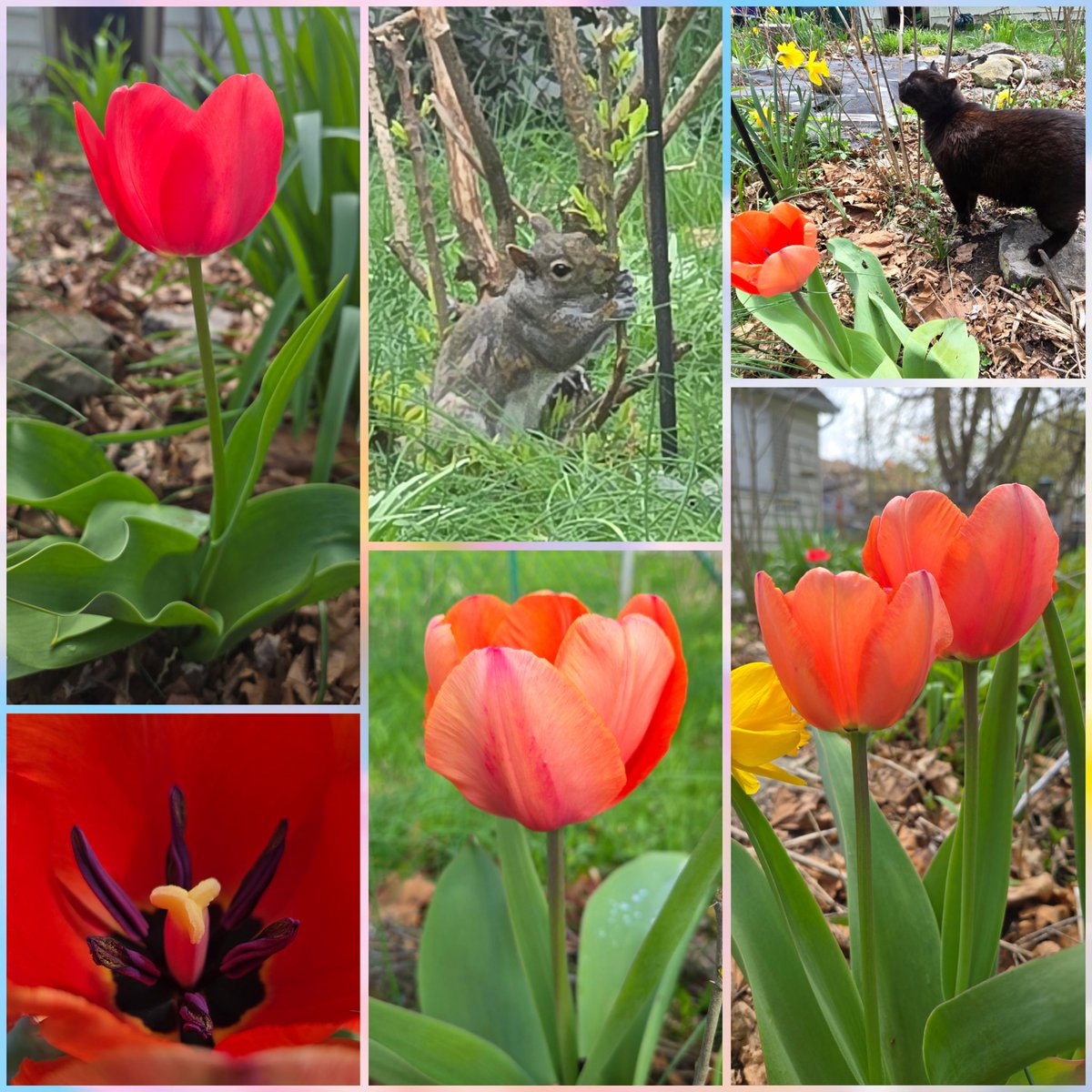 J3nni4C's tweet photo. 🧡❤️🧡
Marvin, happy boy rubbing his face all over the garden.
And Mrs. Squirrel eating leaves off my Japanese Willow 🌿
#Tulips #HousePanther #Squirrel #GardenGeek #Niagara #Canada #MoreSpringPlease!
It did spell like Spring today! Overcast again, but warmer 😊 https://t.co/Ukcui1xaIC