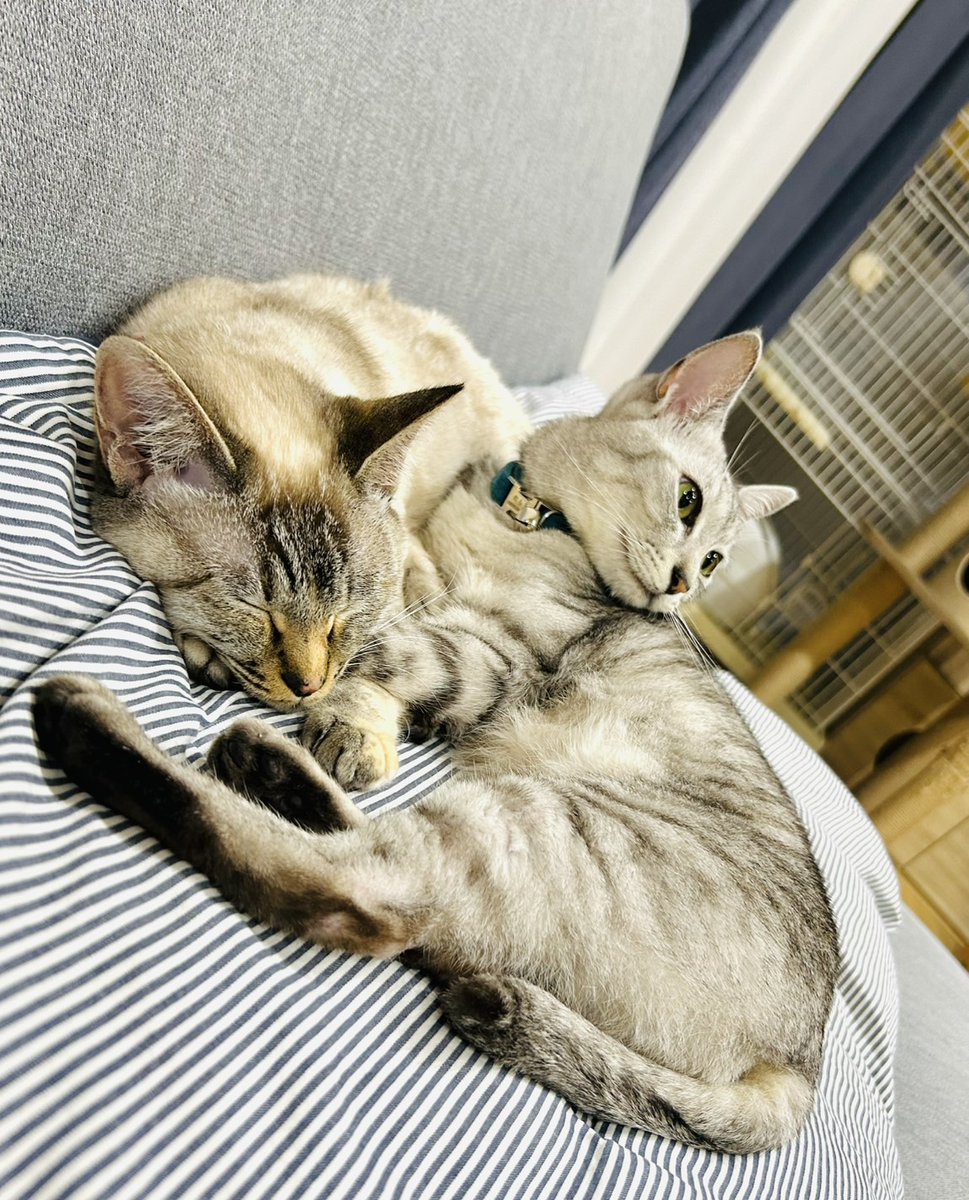 hidecorori's tweet photo. おもちくんの里親様より
→
昨日は天気がよかったので、2人ともシャンプーをしました。その後は、テラスでホカホカになり、各々好きな場所で熟睡してました
☆シャンプーで毛並みも艶々ですね。里親様、お手入れありがとうございます。🤗 https://t.co/oplSVilzDr