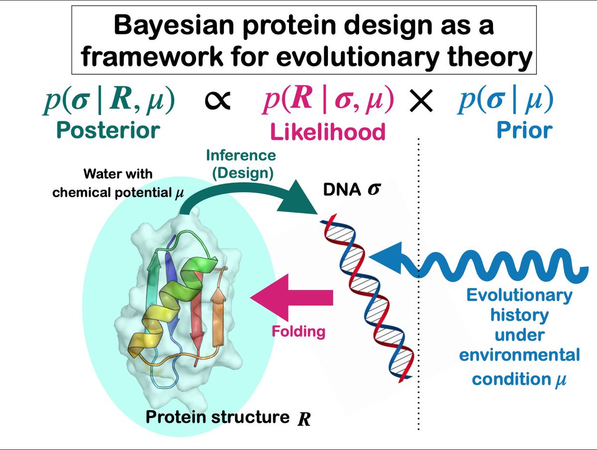 PhysRevResearch's tweet image. Alpha helices are more evolutionarily robust to environmental perturbations than beta sheets: Bayesian learning and statistical mechanics for protein evolution, Tomoei Takahashi et al @tomoeit0524  #Biophysics go.aps.org/42YQ13w