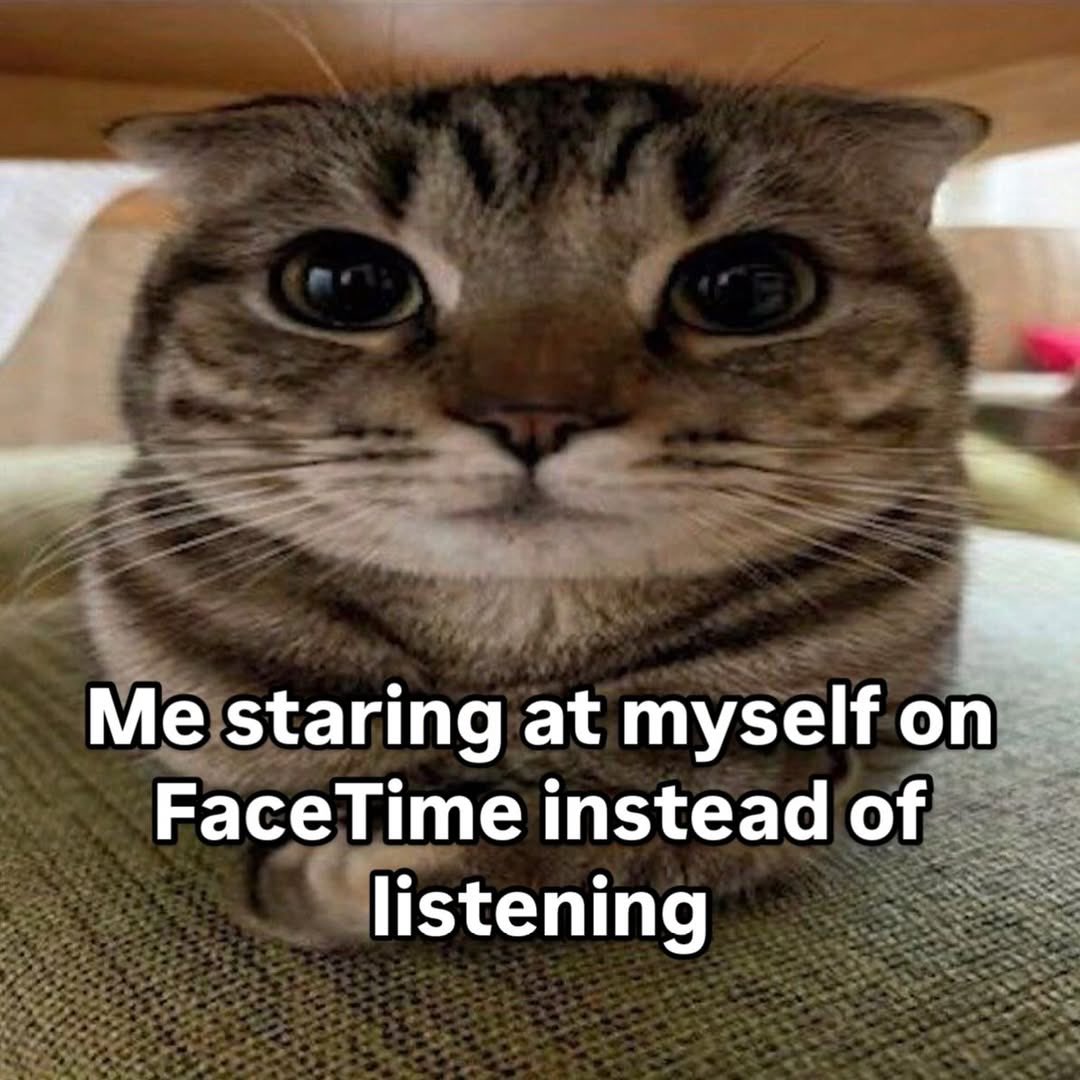 LiterallyMeCats tweet media