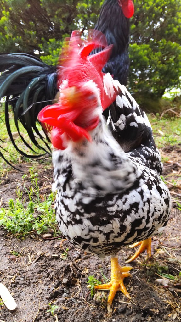 piyo_piyo_quail's tweet image. 