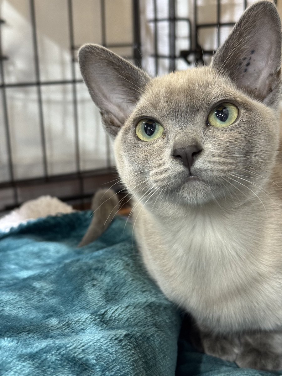 Did I take myself to a Feline Fair this weekend? You betcha

Did I have the best time petting kittens? 💯 

Did I bring home another cat? No, but don’t tempt me I fell in love with half a dozen of them