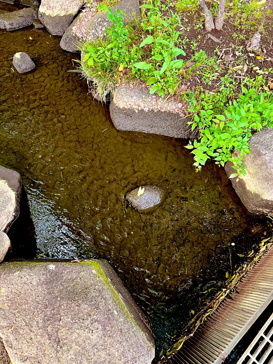 地獄みたいな4月を乗り越えてGWは少しだけどゆっくり出来てまた5月は大変な時期です。自分にとってここ数日は節目だったんですが皆さんGWはゆっくり休めましたか。何回も持ち直してここまで来ました。あとこれかわいい葉っぱっす。