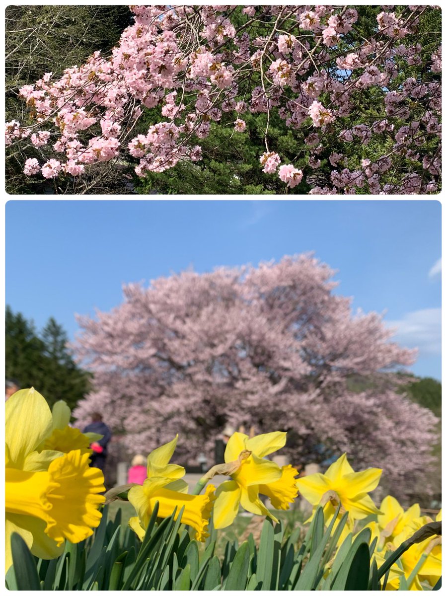 今年のGWももうお終い😢
10日間の内３日間だけ仕事😳
今の仕事、休み取りやすくてマジ神✨
充実した日々過ごせた🥰

念願の一本桜🌸
風輪キャンペーン
ナオキくん初高崎コンサート
久しぶりの愛歌
ピックル練習

楽しかった😍