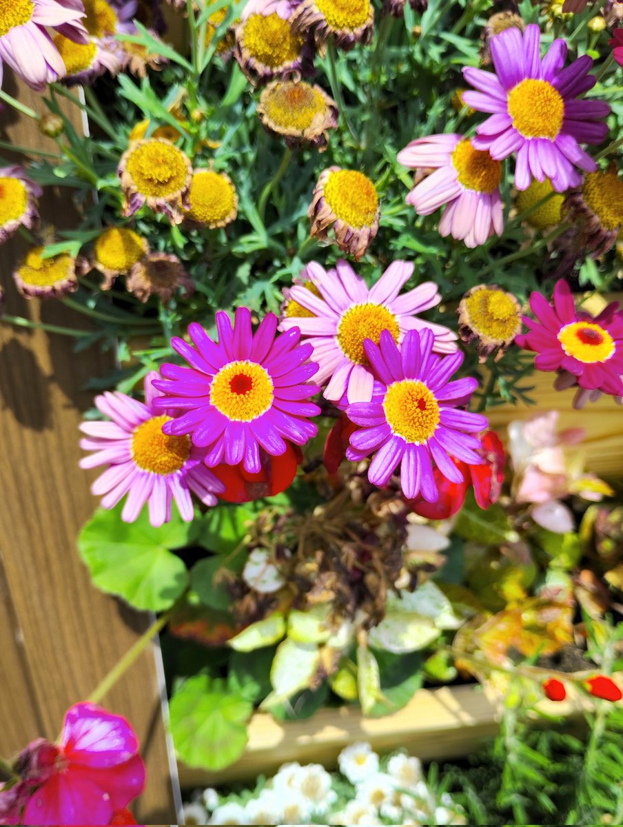 日比谷公園にて🌼 #日比谷公園 #hibiyapark #tokyopark #花 #flower