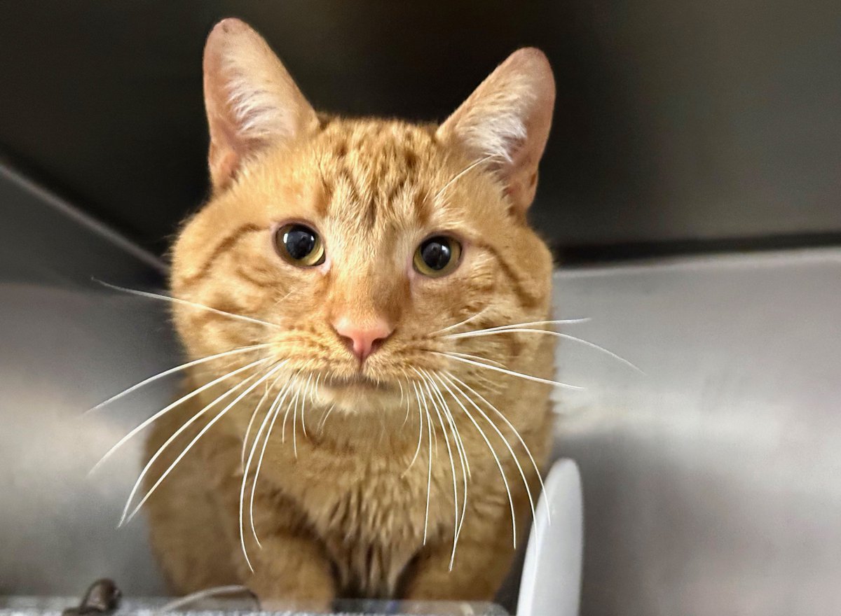 NYCDEATHROWCATS's tweet photo. Client arrived to MACC with their neighbor's cat Pigeon. Client saw his neighbor trying to leave the cat and abandoned him in their building. Client offered to take the cat to our facility as the owner did not know where ACC is located. Click for story.
https://t.co/oA2xHQ5BY5 https://t.co/kwQn2V7evB
