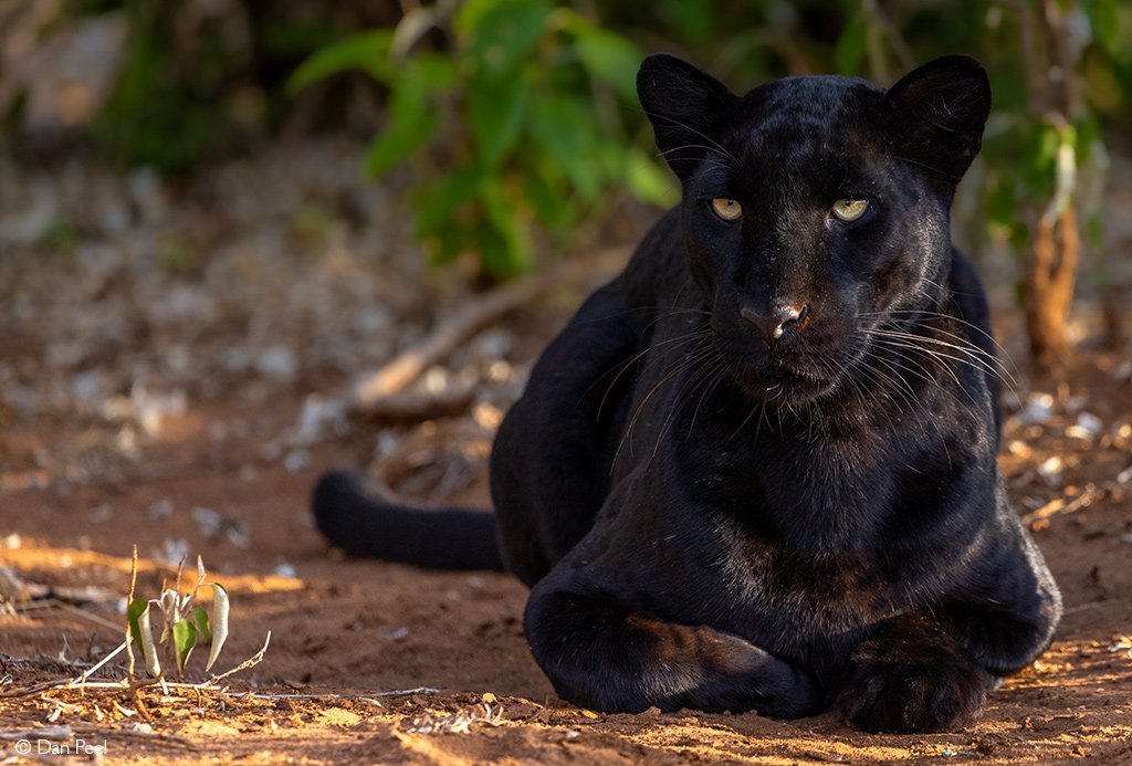 MaghrebiGoodra's tweet photo. Both are Black Panthers
But both are different animals https://t.co/5ReCUEjfT7