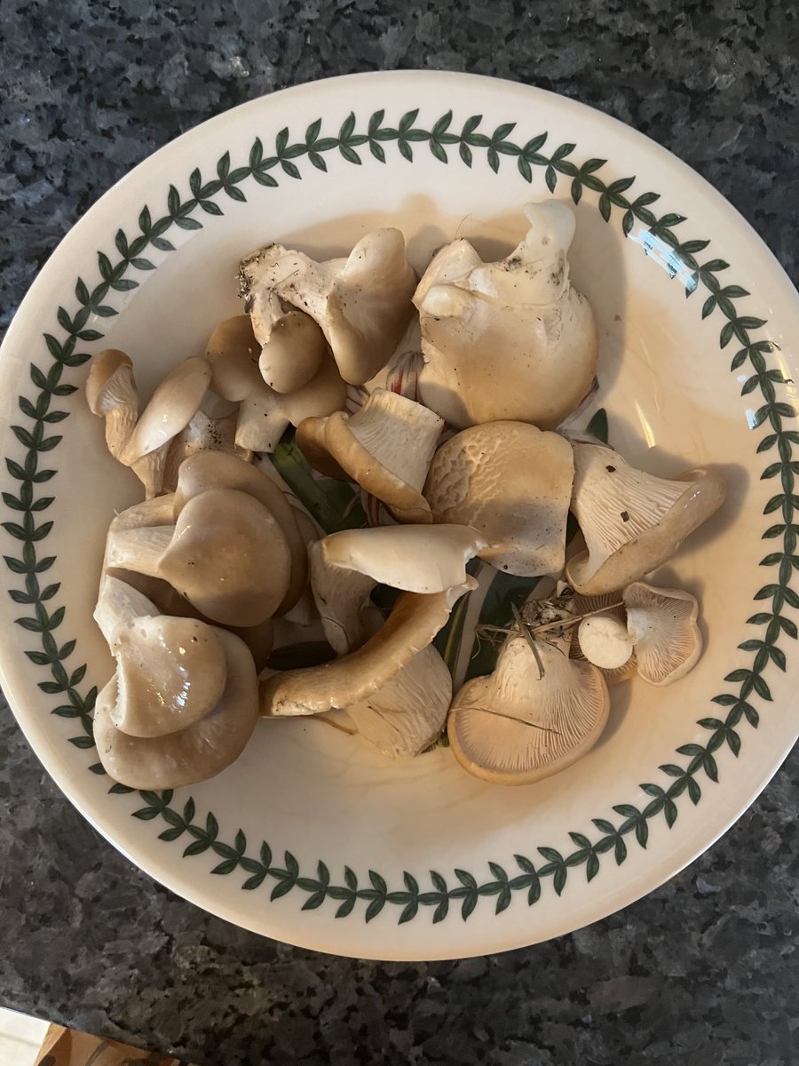 First oyster mushrooms of the season.  Around here,  they like to grow from stumps of Siberian Elms.  More on the way.