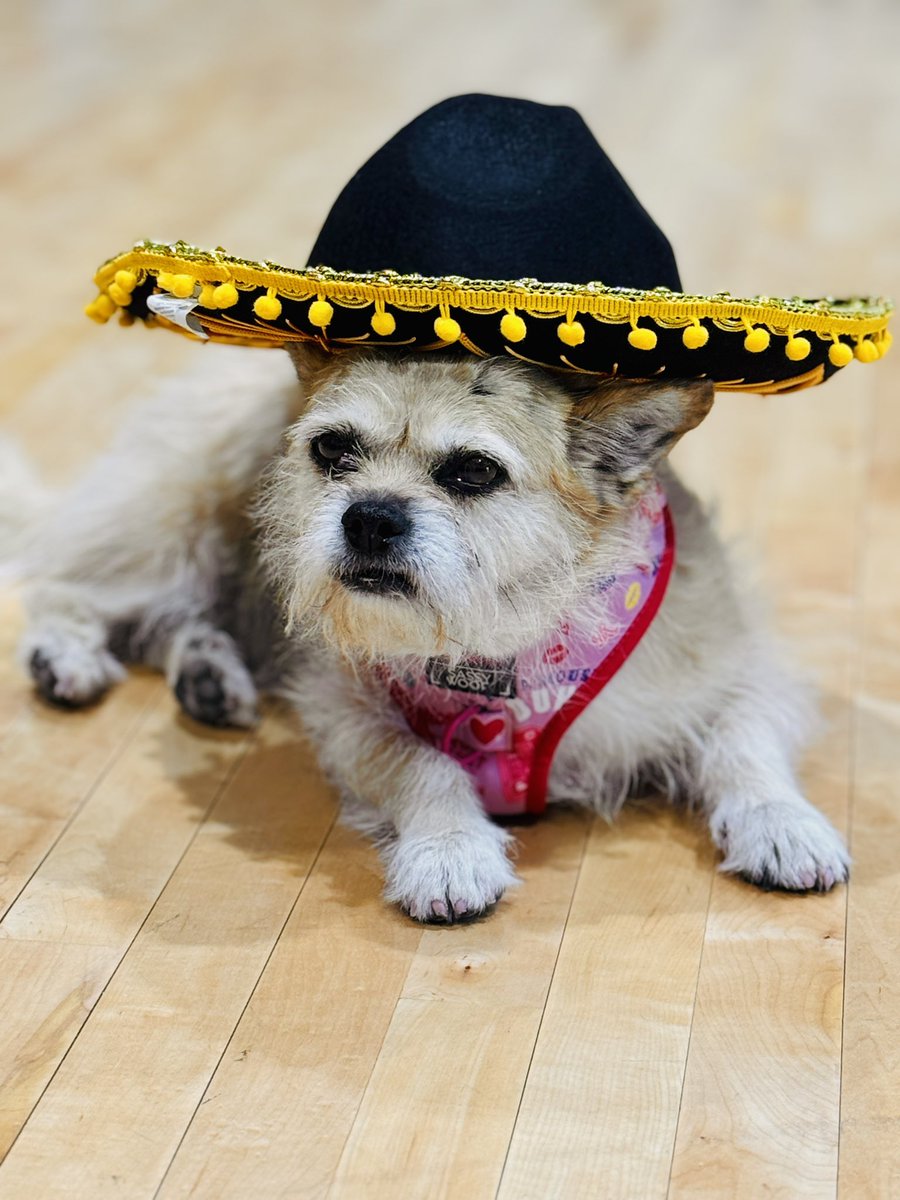 Let’s Fiesta 🪅 Happy Cinca de Mayo 🎉