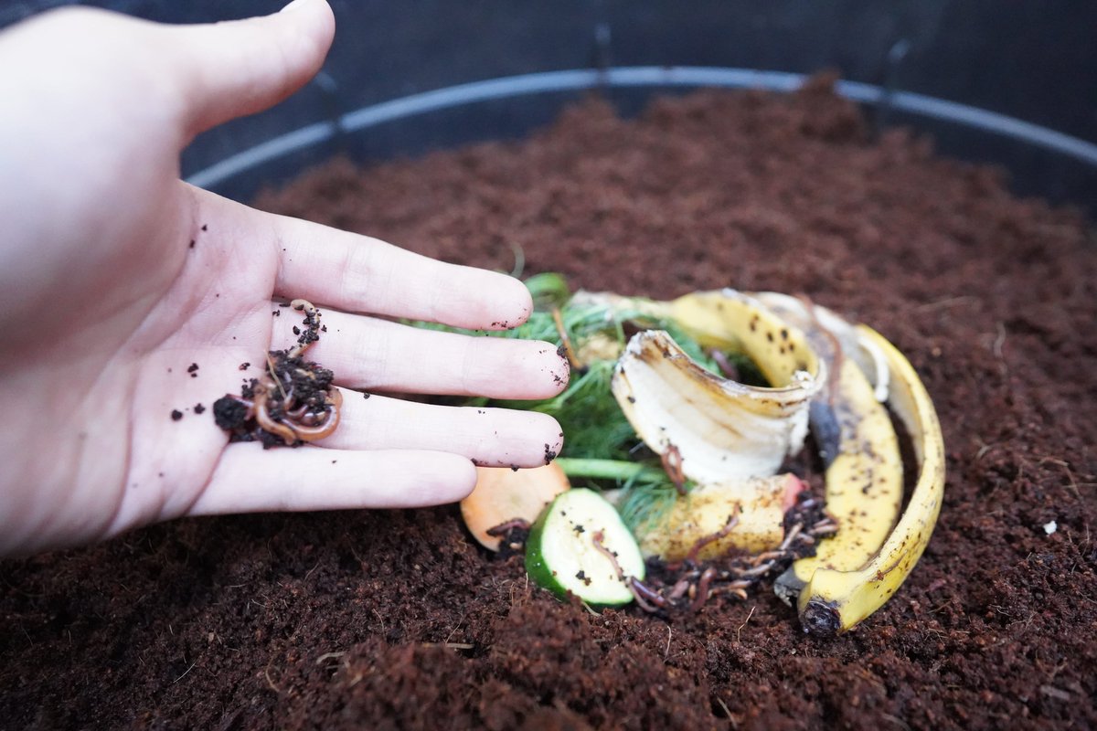 SanDiegoESD's tweet image. ♻️ Happy #InternationalCompostAwarenessWeek🌱
✨ Help reduce waste &amp;amp; nourish the planet:
✅ Use your green bin.
✅ Pick up free compost &amp;amp; mulch.
✅ Keep food waste out of landfills!
♻️ Green bin composting: sandiego.gov/curbsiderecycl…
🌿 Free compost &amp;amp; mulch: miramargreenery.com