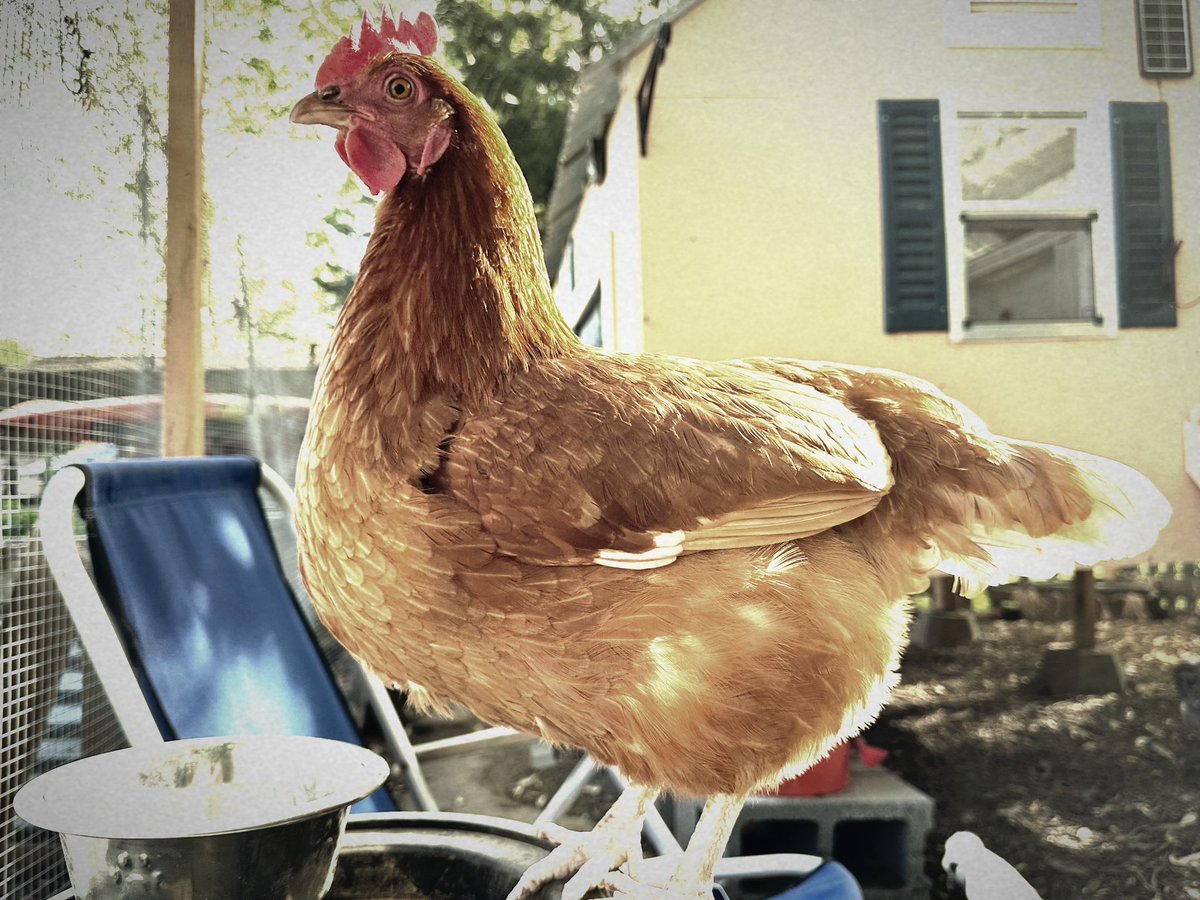 ipdegirl's tweet photo. We learned so much this weekend at @MountainReadiness. Thanks to @NicklebeakHollow we are ready to tackle Bumblefoot, vent glee, and other common chicken ailments #BotanicalsBandwidthandBourbon #Homesteading #BackyardChickens https://t.co/trddpIZDuW